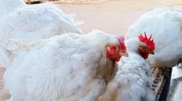 أسعار الفراخ في المنوفية اليوم تتراوح بين 78 جنيهاً للبيضاء وتفاوت واضح في الأنواع